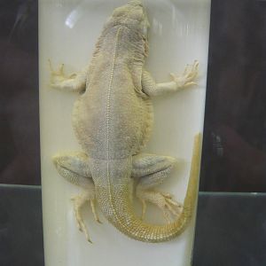 Tropidurid wet specimen