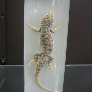 Eremias arguta wet specimen