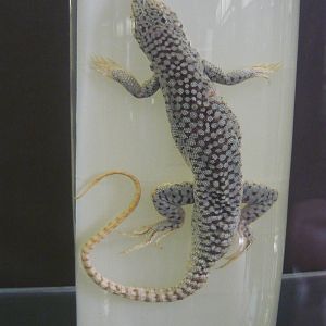 Eremias grammica wet specimen