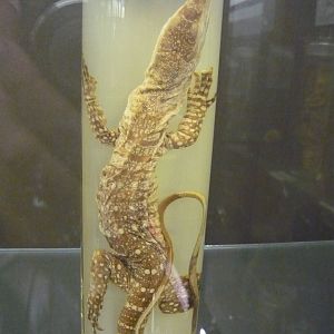 Varanus varius wet specimen