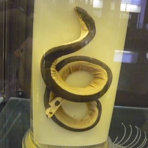 Pelamis platura wet specimen