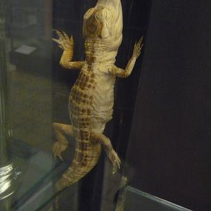 Juvenile Alligator wet specimen