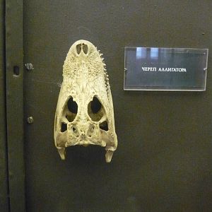 Alligator skull