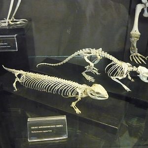 Shingleback and Muskrat skeleton