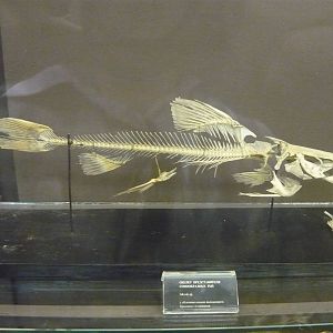 Catfish skeleton