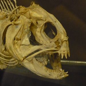 Wolffish skull