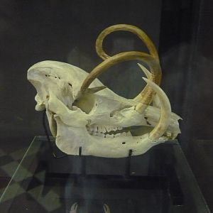 Babirusa skull