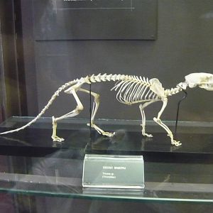 Viverra skeleton