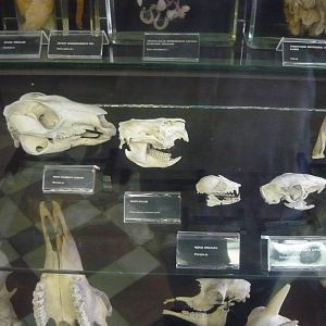 Mammal skulls