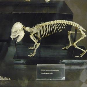 Hyrax skeleton