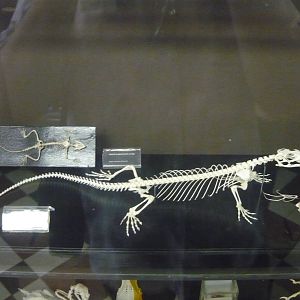 Monitor lizard skeleton