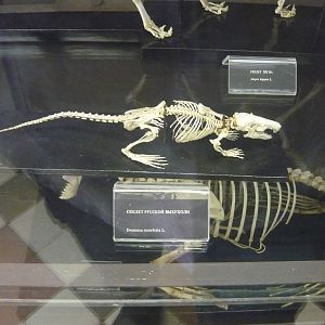 Russian desman skeleton