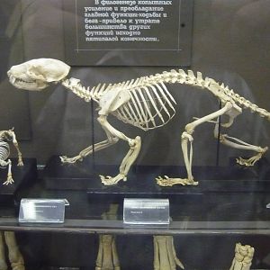 Coati skeleton