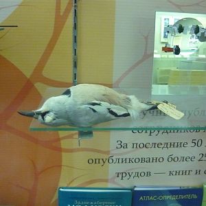 Stuffed Pander's ground jay