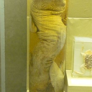 Giant salamander wet specimen