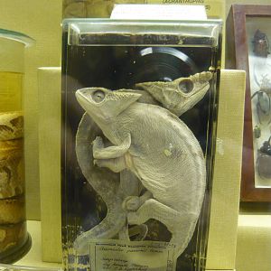 Calumma parsonii wet specimens