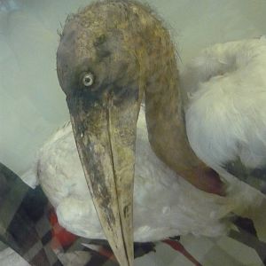 Mounted Adjutant stork