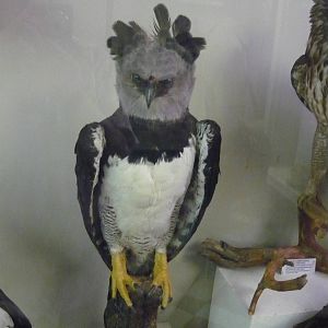 Mounted Harpy eagle