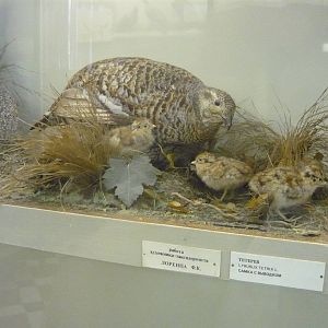 Mounted Black grouse female with chicks