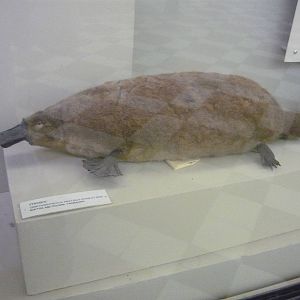 Mounted Platypus
