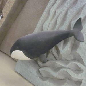 Cute little whale model
