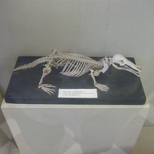 Platypus skeleton