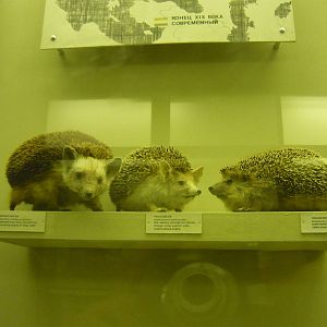 Mounted hedgehogs