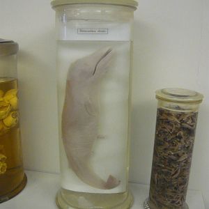 Fin whale embryo and whale's stomach content
