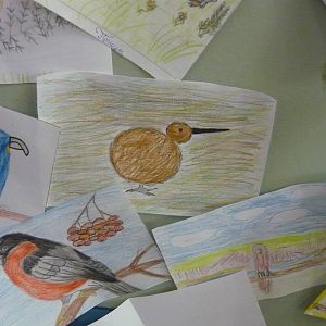 Simplified kiwi bird