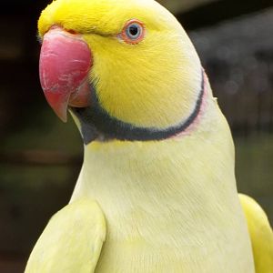 Indian Ring-necked Parakeet, 16th October 2014