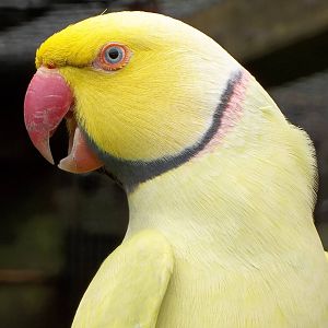 Indian Ring-necked Parakeet, 16th October 2014