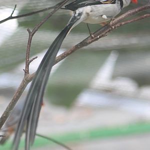 Pin-tailed whydah male