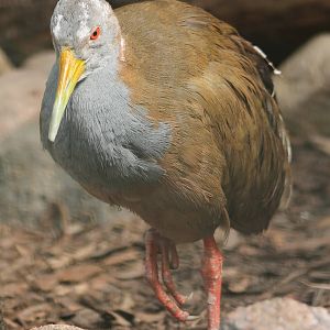 Ypecaha wood rail