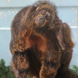 White-faced saki female