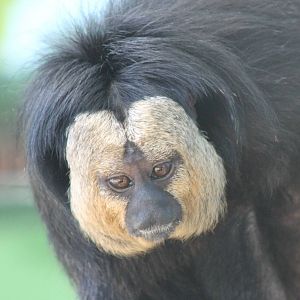 White-faced saki male