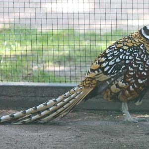 Reeve's pheasant