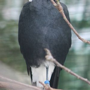 Australian magpie