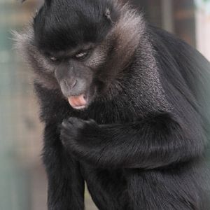 Black mangabey