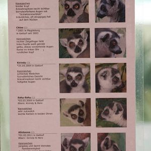 Ring-tailed lemur identity card