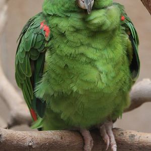 Yellow-fronted amazon
