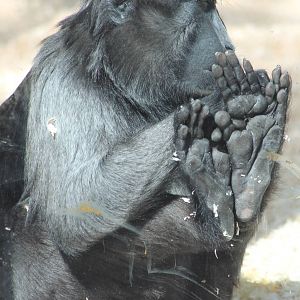 Celebes macaque