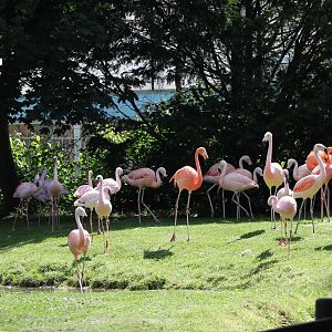 Flamingo enclosure