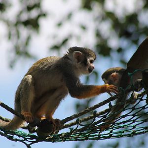 Squirrel monkeys