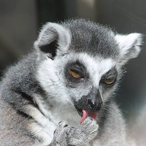 Ring-tailed lemur