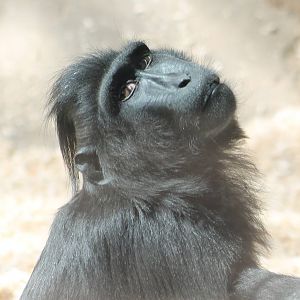 Celebes macaque