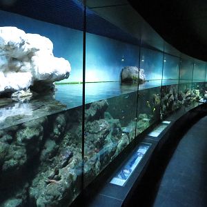 Aquarium - coral reef