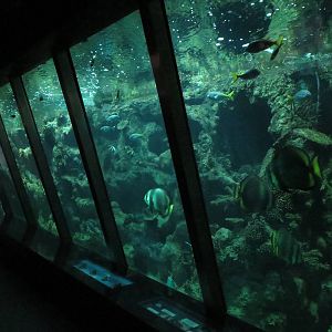 Aquarium - coral reef