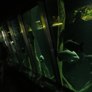 Aquarium - Amazon flooded forest