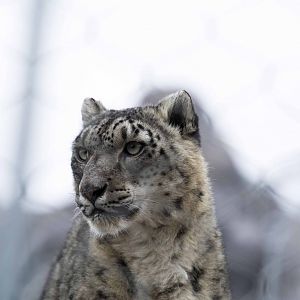 Snow Leopard