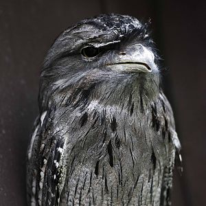 Tawny Frogmouth